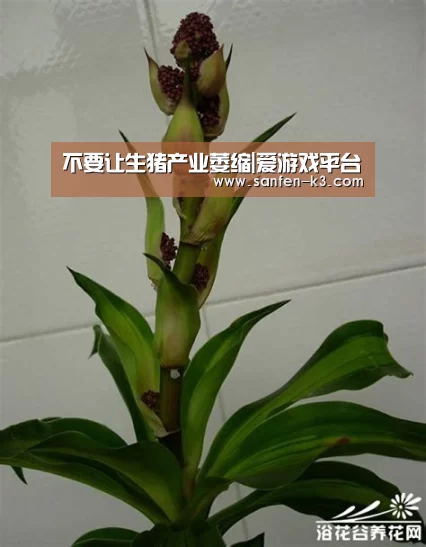 爱游戏官网