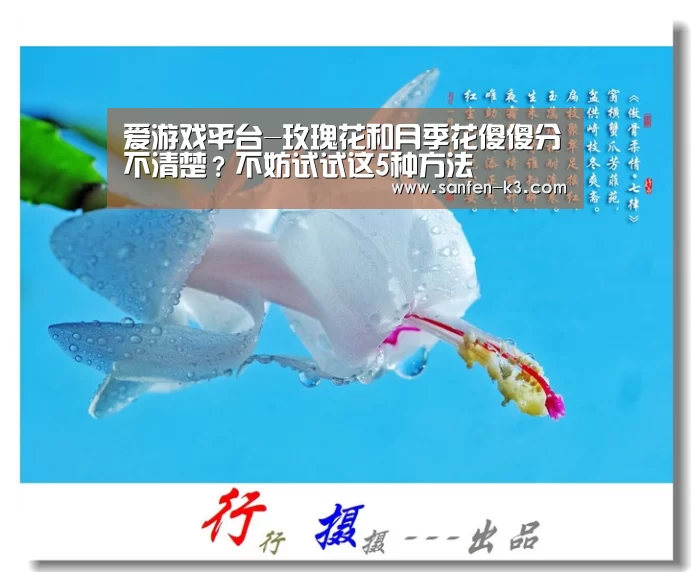 爱游戏平台-玫瑰花和月季花傻傻分不清楚?不妨试试这5种方法(图4) 爱游戏官网